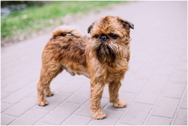 Brussels Griffon Dog Breed