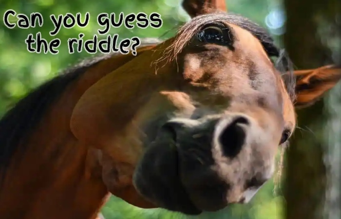 Can you guess the riddle_ - The Horses Name Was Friday
