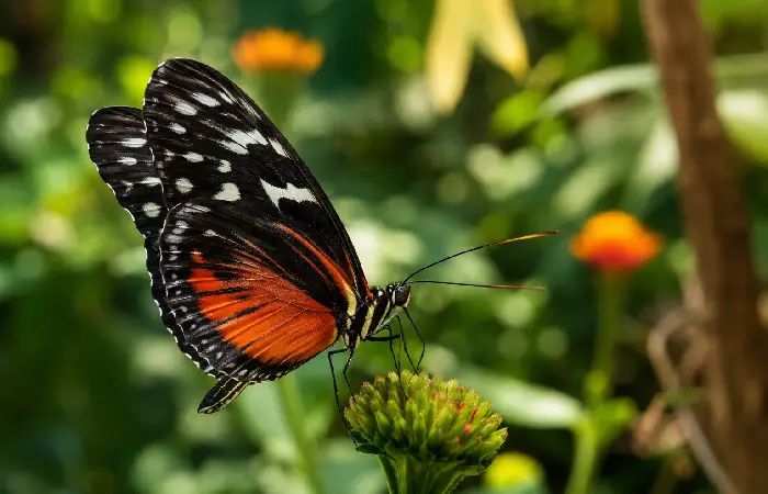 las-mariposas-se-portan-mal-lo-que-no-quieren-que-sepas-guide